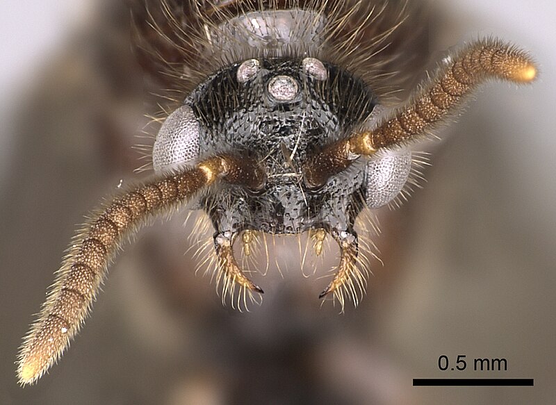 Топ-5 неймовірно крутих комах, які здатні налякати своїми здібностями
